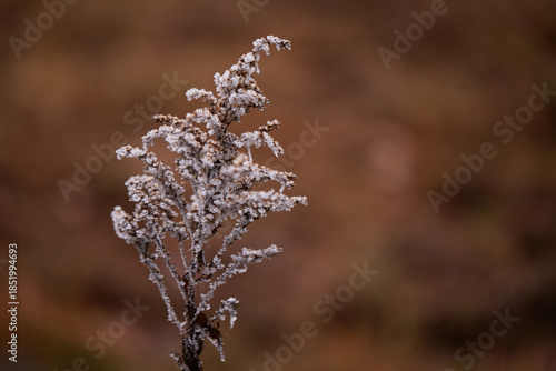 frost on the branches of tree