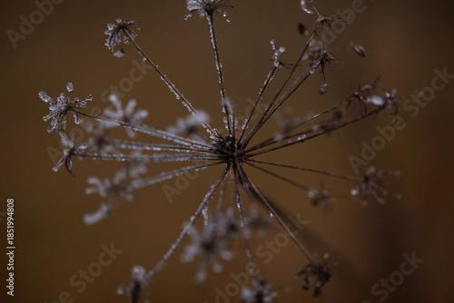frost on the branches of tree