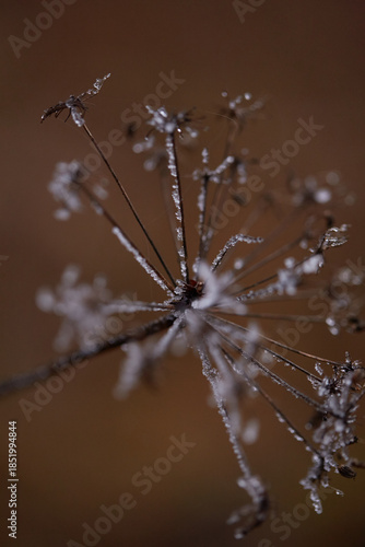 frost on the branches of tree