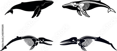 Humpback Whale Silhouette and Skeleton Vector Set - Megaptera Novaeangliae Anatomy.