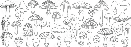 Vintage style hand drawn mushroom and fungi collection line art vector isolated on white background