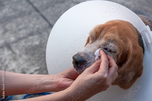 An owner tenderly wipes the face of an elderly Beagle dog, which is convalescing while wearing a protective cone. This intimate moment highlights the human-animal bond and dedicated at-home pet care