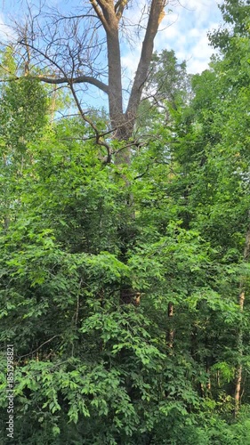 Vertical pan of a dead ash tree in a lush spring forest, rising from green foliage to a bright blue sky with white clouds.