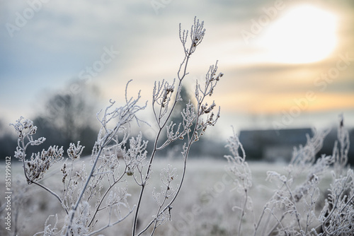 Frozen wild plants covered with frost in an open field during sunrise. Soft winter light, shallow depth of field, calm rural landscape with copy space.