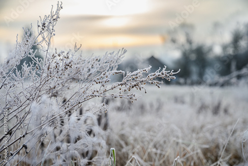 Frozen wild plants covered with frost in an open field during sunrise. Soft winter light, shallow depth of field, calm rural landscape with copy space.