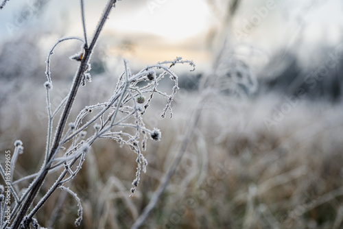 Close up of frozen wild grass and dry plants covered with frost on a cold winter morning. Soft natural light, shallow depth of field, calm seasonal background.