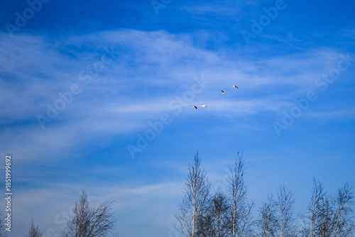 Group of swans flying in the blue sky above leafless trees. Peaceful nature scene symbolizing freedom, migration, and seasonal change with copy space.