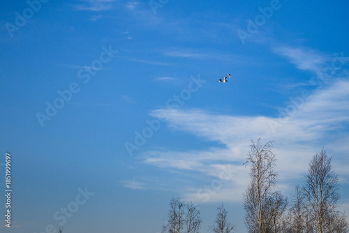 Group of swans flying in the blue sky above leafless trees. Peaceful nature scene symbolizing freedom, migration, and seasonal change with copy space.