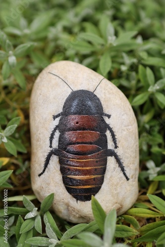 hand painted cockroach on stone. looks like life