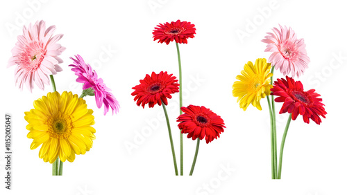 Flower - Gerbera Daisies Flower