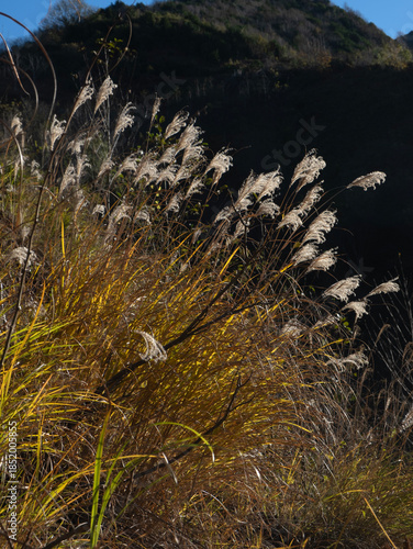 Wild grasses with seed heads glowing in autumn sunlight