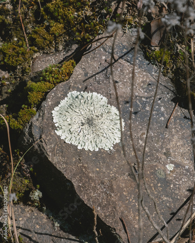 White lichen growing on stone in forest close-up