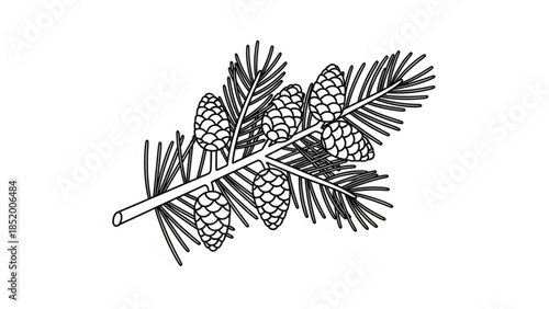 Detailed illustration of pine branch with multiple pine cones and needle leaves on white background, black and white drawing
