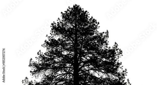 large spruce tree silhouette against a plain background