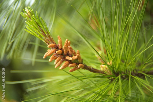 Fioritura rapidadi fiori in metodo timelapse