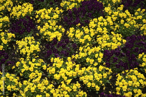 Fioritura rapidadi fiori in metodo timelapse