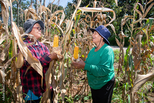 Elderly Asian women harvesting ripe corn in a rural cornfield under bright sunlight. Traditional agriculture, teamwork, sustainable farming.