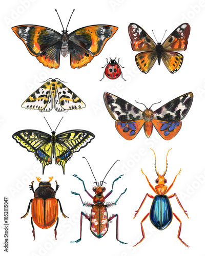 Watercolor Butterflies and Moths Collection – Colorful Insects Set	