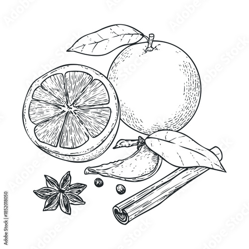 Stylized engraving of fresh oranges and aromatic spices like star anise, cinnamon stick, and peppercorns, perfect for seasonal beverage labels and healthy cooking recipe content
