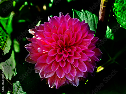 View of dahlia in the garden. Variety - Salmon runner