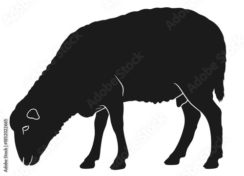 Black Sheep Silhouette Grazing on White Background