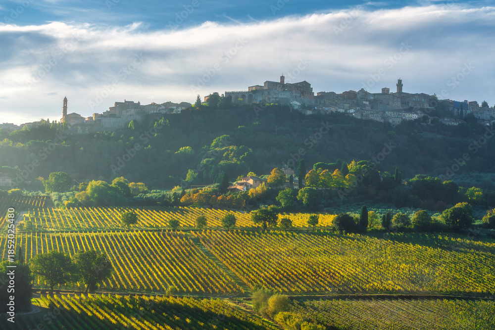 Obraz premium Montepulciano Village and Golden Vineyards at Morning, Tuscany