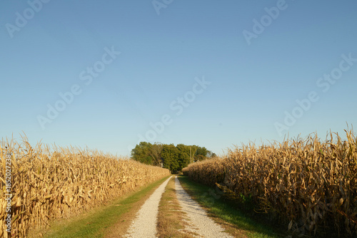 Εκτύπωση καμβά Tall Dried Corn Stalks Lining a Narrow Farm Path in Early Fall