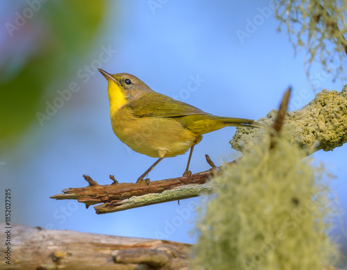 Female Common Yellowthroat songbird on tree branch