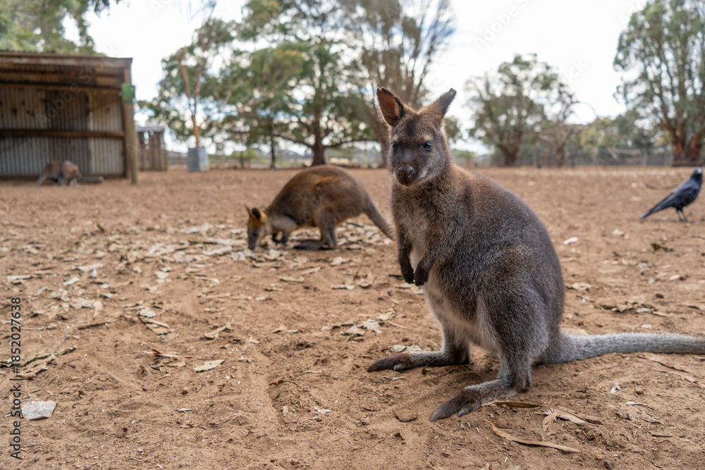 Fototapeta premium Group of wallabies standing together on Kangaroo Island, Australia