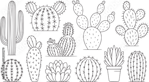 Collection of various cactus plants line succulents
