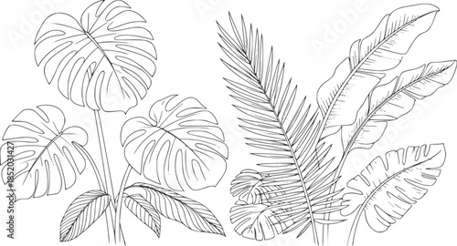 Detailed black and white line of tropical leaves and foliage in outline style