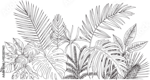 Detailed black and white line of tropical palm and fern leaves