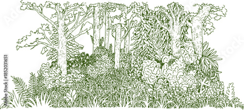 Detailed monochrome line of dense forest vegetation with tall trees and undergrowth