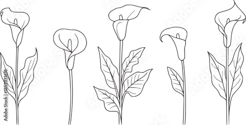 Quadro su tela Five calla lily flowers in minimalist black and white line style