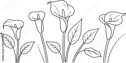 Five calla lily flowers with leaves in black and white line