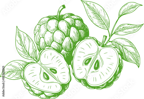 Hand drawn green custard apple botanical with leaves and cross section