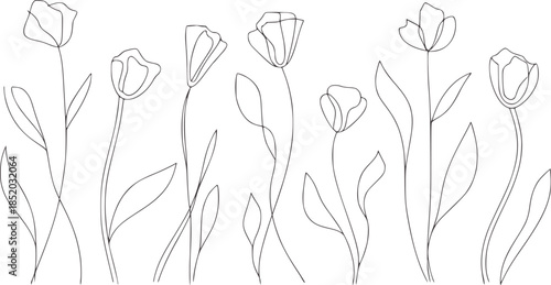 Minimalist tulip flowers line with stems and leaves