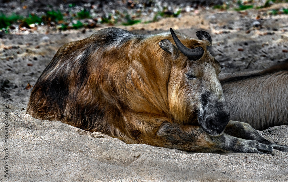 Obraz premium Takin on the sand.Latin name - Budorcas taxicolor 