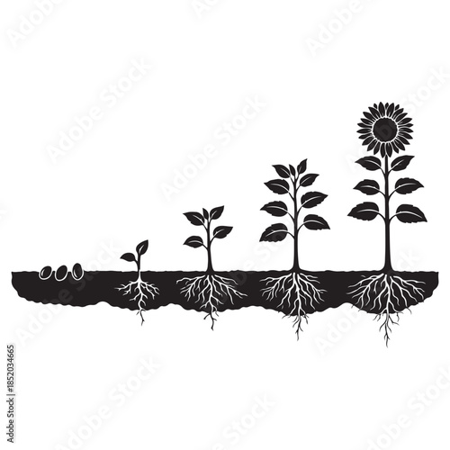 Sunflower growth stages from seed to mature flowering plant cycle