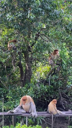 The proboscis monkey (kahau) lives in the Labuk Bay Nature Reserve on the island of Borneo. The long-nosed monkeys rest in the shade of the trees, squatting against the foliage. Kalimantan. Malaysia.