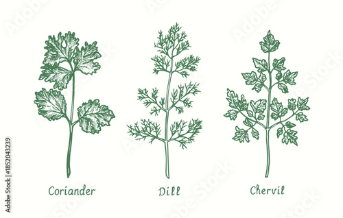 Coriander, Dill, Chervil leaf set.  Ink black and white doodle drawing in woodcut style