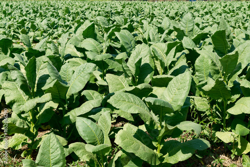 Plantation of Tobacco plant or Nicotiana tabacum.