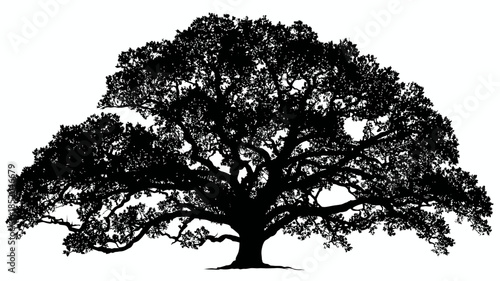 Silhouette of a majestic oak tree with spreading branches against white