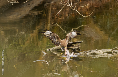 Buzzard dismembers a bird in a pond, buzzard eats its prey, buzzard on a tree stump in a pond, wings spread wide, large wingspan of buzzards, bird of prey with prey, Buteo buteo