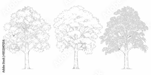 Three trees in varying degrees of detail progressing from sketch to shading