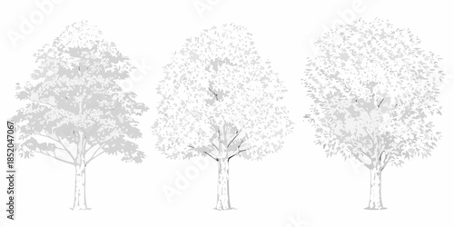 Three deciduous trees in grayscale showcasing varying levels of foliage density
