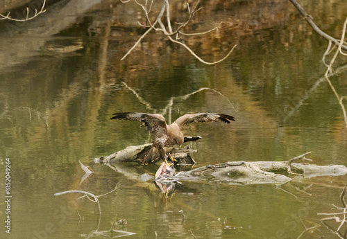Buzzard plucking a bird in a pond, buzzard eating its prey, buzzard on a tree stump in a pond, wings spread wide, large wingspan of buzzards, bird of prey with prey, Buteo buteo