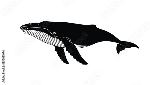 Humpback whale silhouette swimming vector illustration