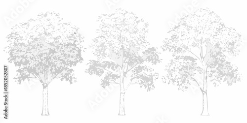 A simple illustration of three trees with dense foliage and slender trunks