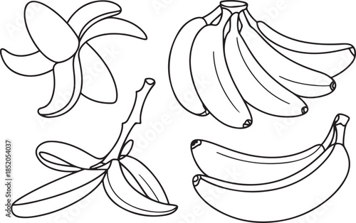 Hand drawn outline one and variety group of tropical fruit with peel, bunch on branch, whole banana.one line  vector illustration  with out background